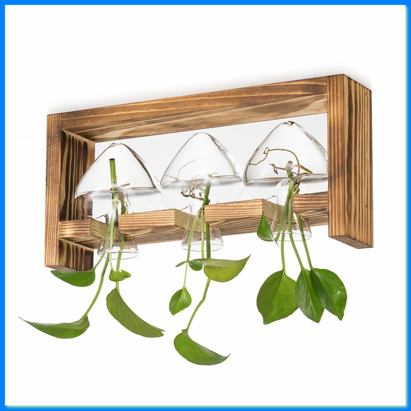 Propagation Station Vase - Stasiun Perbanyakan Tanaman dari Kaca: Dekorasi