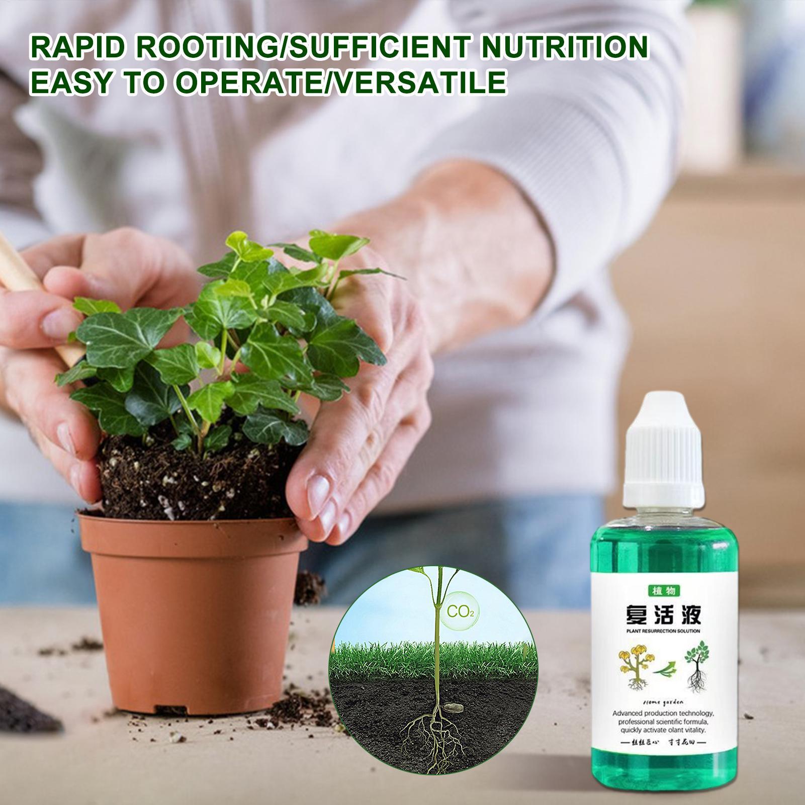 50ml Stimulator Akar Cairan Pe - Root Stimulator Liquid ulasan dan harga