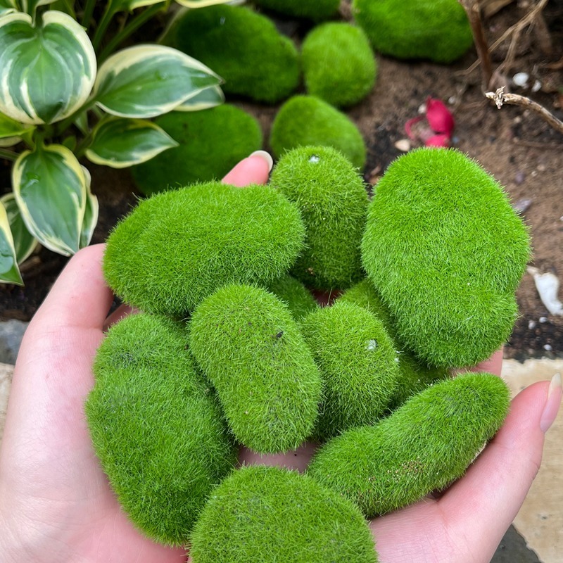 5/30 Buah Batu Lumut Simulasi  - Sphagnum Moss Dry ulasan dan harga