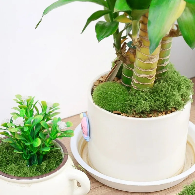 30/300G Lumut Buatan Realistis - Sphagnum Moss Dry ulasan dan harga