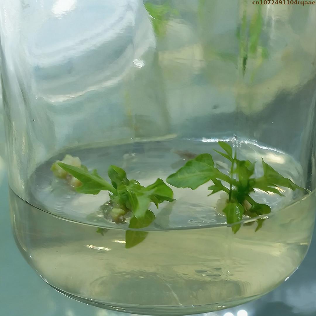 Bubuk Agar Kultur Jaringan Tan - Agar Tissue Culture ulasan dan harga